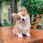 ella es baby, la cachorrita corgi que vas a querer abrazar en este momento